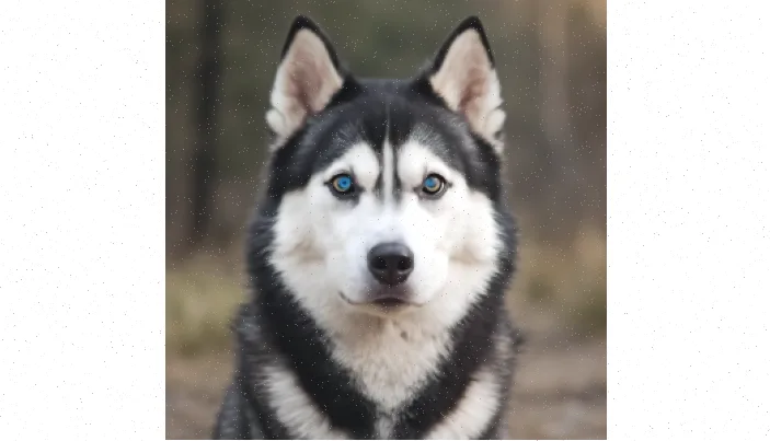 نگهداری از هاسکی: راهنمای جامع و کامل