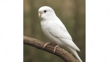 نگهداری و تولید مثل مرغ عشق و طوطی