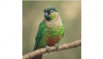 نگهداری، تولید مثل و پرورش طوطی گرینچیک