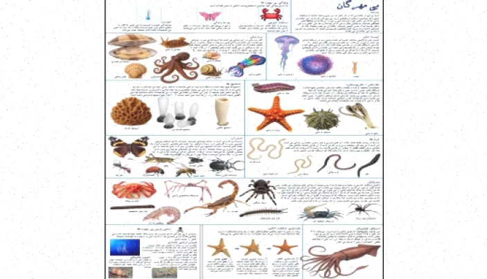 دانلود پوستر آموزشی بی مهره گان فارسی