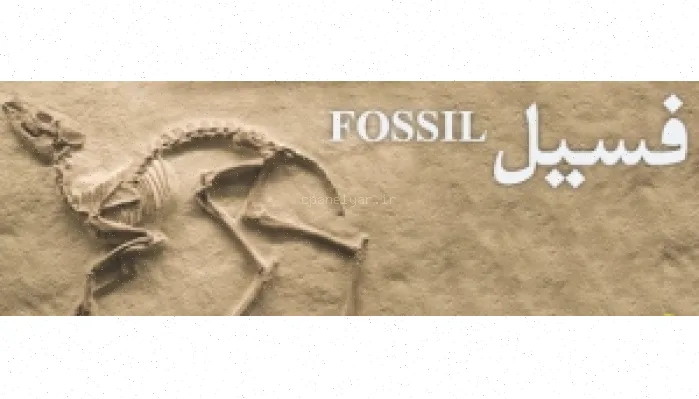 فسیل چیست؟ تعریف و انواع فسیل