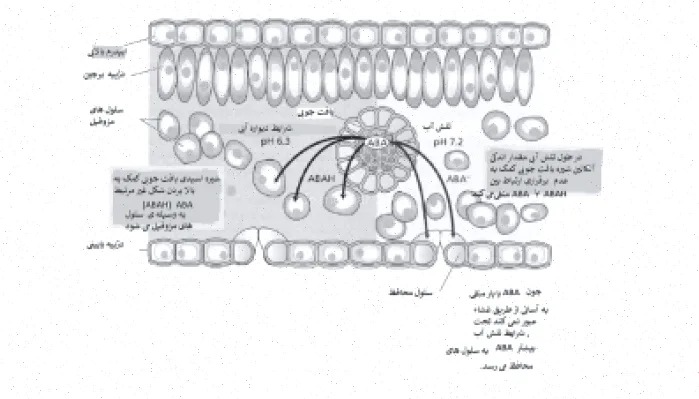 اسید آبسیزیک: ترجمه و اطلاعات کامل