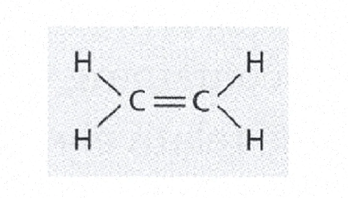 اتیلن در گیاهان: آموزش و پاورپوینت