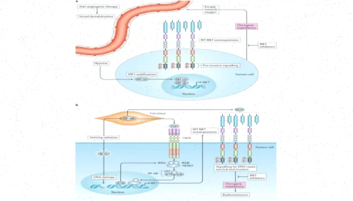 انکوژن: بررسی سیگنالینگ سلولی و مولکولی
