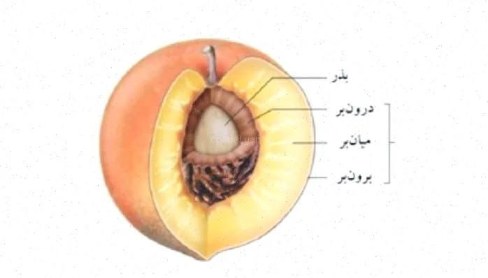 پاورپوینت گیاه‌شناسی میوه و دانه دکتر انورخواه