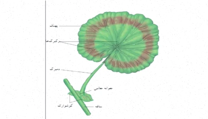 پاورپوینت گیاه‌شناسی برگ انورخواه دانلود رایگان