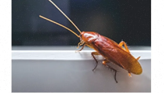 پاورپوینت سوسک: شگفتی‌ها و عجایب آن