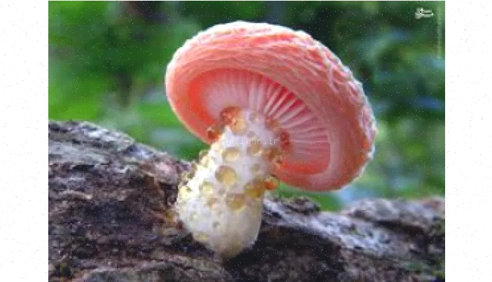 پاورپوینت آموزش پرورش قارچ‌های خوراکی (101 اسلاید)