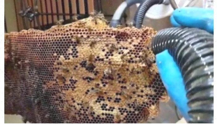 پاورپوینت الگوریتم زنبور عسل - 26 اسلاید