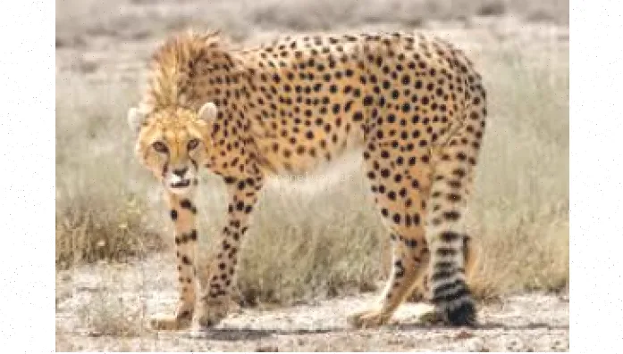 پاورپوینت گونه‌های انقراض ایران - 15 اسلاید