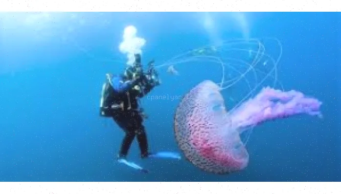 عروس دریایی: تحقیق کامل و جامع