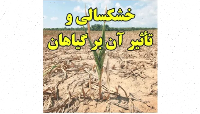 خشکسالی: اثرات منفی بر گیاهان