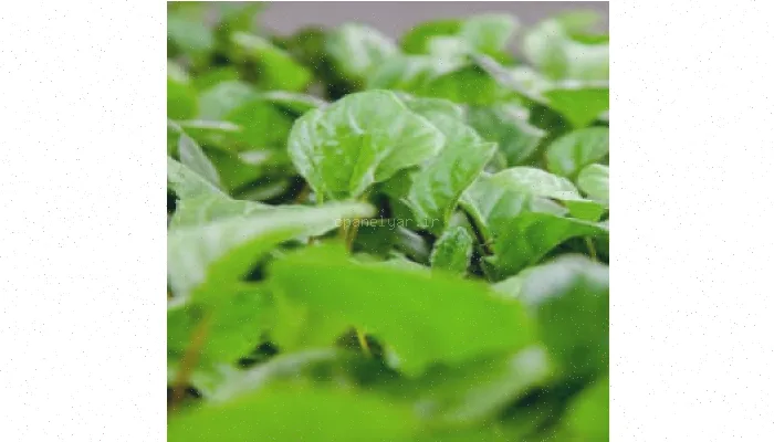 ساختار برگ‌ها: بررسی کامل و جامع