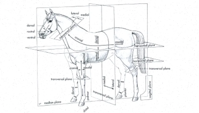 سوالات امتحانی دامپزشکی: 100 نمونه رایج
