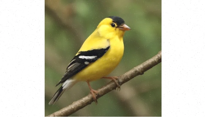 نگهداری قناری: راهنمای جامع و کامل