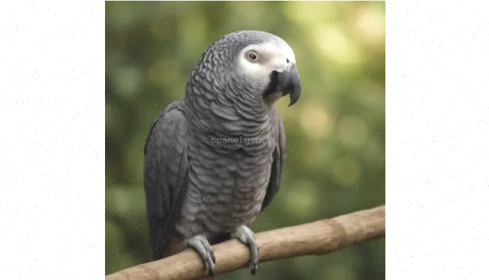 نگهداری کاسکو: راهنمای جامع و کامل